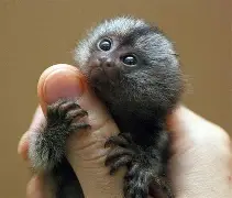 lol新英雄-巨型一号sgtg糖甘浣